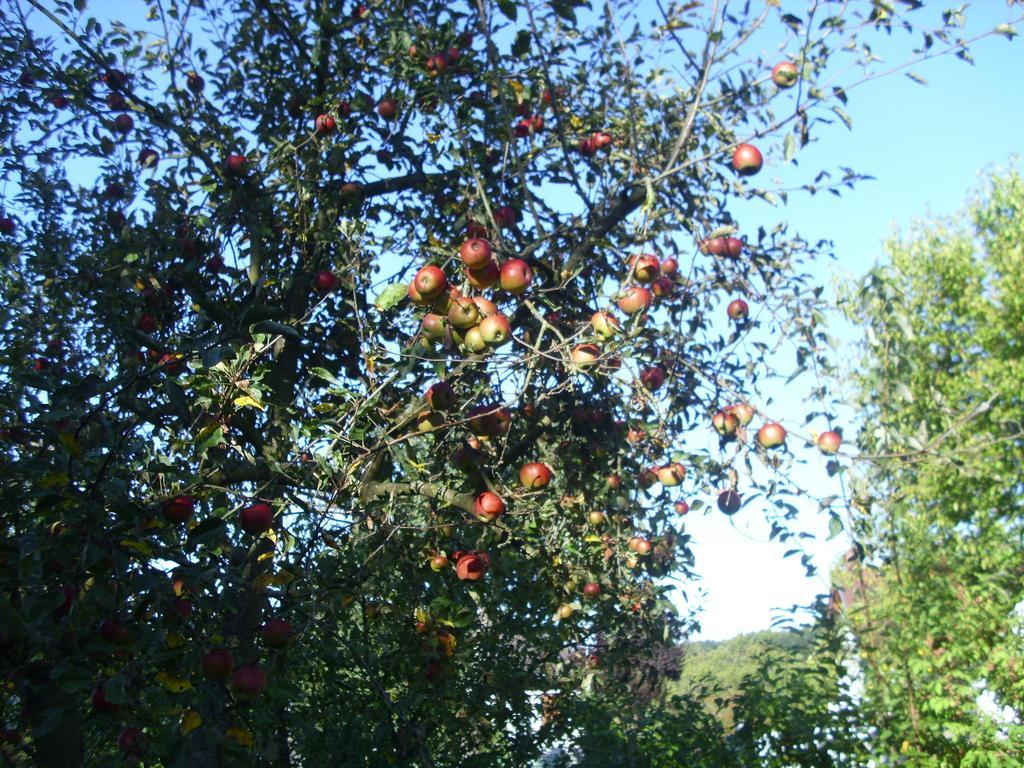 Rosmarinhof Appartamento Heiligenkreuz im Lafnitztal Esterno foto